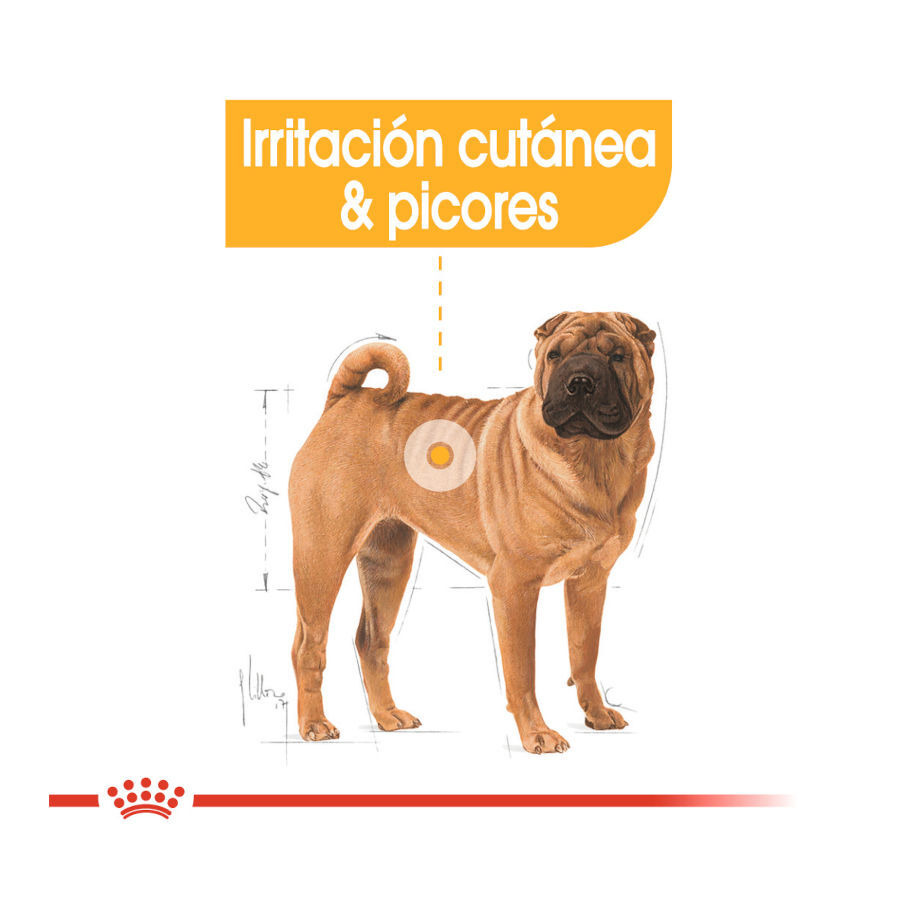 12 kg Royal Canin Dermacomfort Medium pienso para perros, , large Imagen numero 5
